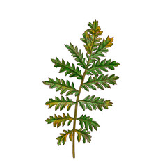 watercolor drawing green fern leaf isolated at white background, natural element, hand drawn botanical illustration