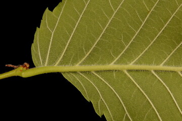 White Elm (Ulmus laevis). Leaf Base Closeup