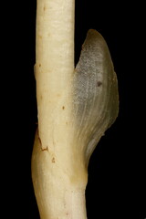 Yellow Bird's-Nest (Monotropa hypopitys). Scale Leaf Closeup