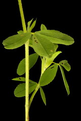 Large Trefoil (Trifolium aureum). Stem and Leaves Closeup