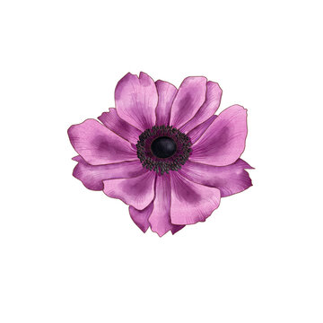 drawing purple flower of windflower, pulsatilla isolated at white background , hand drawn botanical illustration