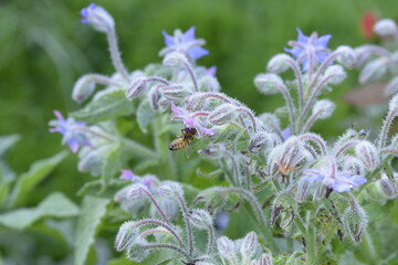 Obraz premium bee on flower