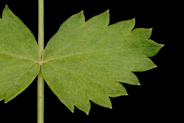 Burnet-Saxifrage (Pimpinella saxifraga). Basal Leaf Lateral Segment Closeup