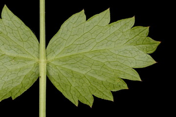 Burnet-Saxifrage (Pimpinella saxifraga). Basal Leaf Lateral Segment Closeup