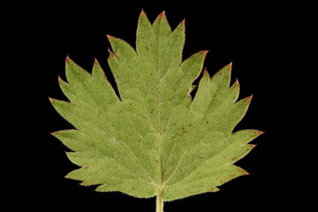 Burnet-Saxifrage (Pimpinella saxifraga). Basal Leaf Apical Segment Closeup