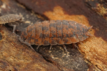 Closeup on abnormal orange colored common rough woudlouse, Porcellio scaber in the basement