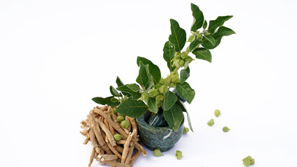Withania somnifera or Ashwagandha, Indian powerful herbs, healthcare and reduce stress