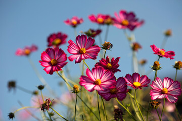 Jesienne kwiaty - Cosmosy © mycatherina