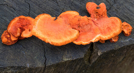 Closeup of orange color mushroom on the trunk.