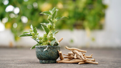 Root Withania somnifera, known commonly as ashwagandha, Indian ginseng, poison gooseberry or winter...