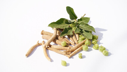 Root Withania somnifera, known commonly as ashwagandha, Indian ginseng, poison gooseberry or winter...