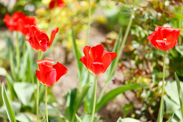 Beautiful spring tulipTulips close-up. Beautiful spring tulips.