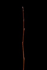 Thicket Shadbush (Amelanchier x spicata). Wintering Twig Closeup