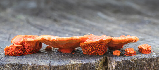 Closeup of mushroom with orange color on the trunk.