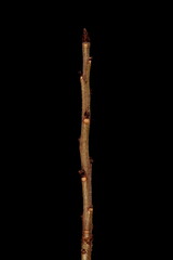 Mezereon (Daphne mezereum). Wintering Twig Closeup