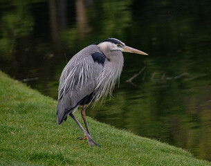 Blue Heron standing by lake