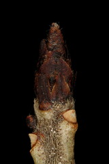 Mezereon (Daphne mezereum). Terminal Bud Closeup