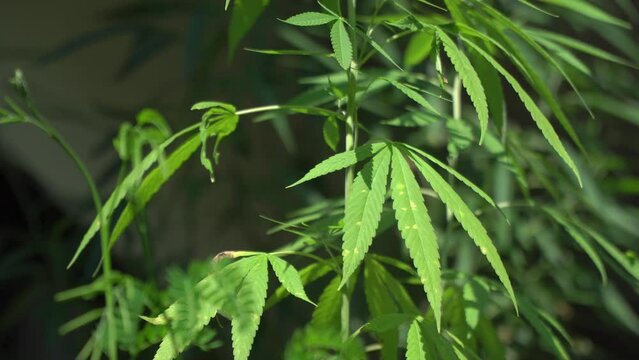 Cannabis plants grown in open systems that receive sunlight are suffering from disease.