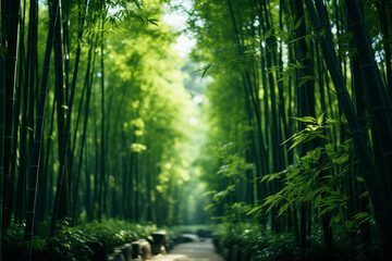 Fototapeta na wymiar Bamboo forest scenery during daylight, warm & tranquillity