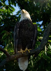 american bald eagle