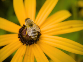 bee on flower collecting pollen