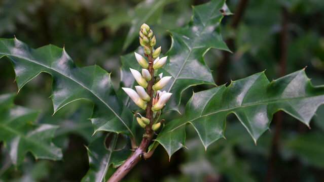 White flower of Saltbush, Sea Holly or Canthus ebracteatus Vahl bloom on tree in the garden is a thai herb.