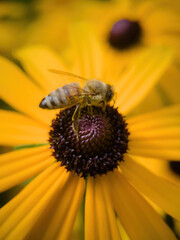 bee on flower collecting pollen