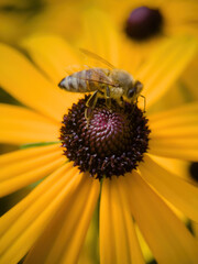 bee on flower collecting pollen