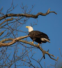 American Bald Eagle