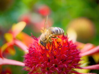 bee on flower collecting pollen