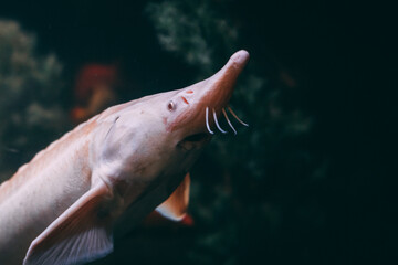 Underwater