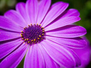 blossom blower from garden with pollen