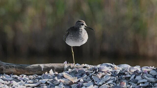 Sandpiper, Wood sandpiper (Tringa glareola) Water Bird