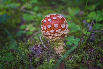 Fly agaric or Fly amanita Amanita muscaria is a basidiomycete of the genus Amanita. It is also a Muscimol mushroom. Wild mushrooms.