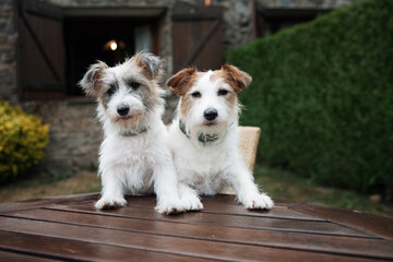 Traveling with dogs or pets concept. two jack russell inside of a tourism rural house