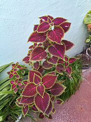 Coleus plant 