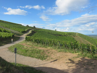 Vignoble de Katzenthal, Haut-Rhin, Alsace, France, Route des vins,