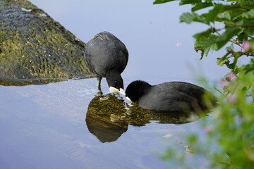 Two Eurasian coots exchanging caresses. Fulica atra, Rallidae family. Hanover, Germany.