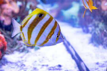 Underwater
