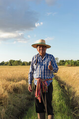 An elderly Asian farmer wearing a shirt and hat stands in a rice field with thumbs up in countryside Thailand.