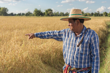Naklejka na ściany i meble Elderly Asian farmers are looking at his rice field while pointing forward, rural lifestyle, Thailand
