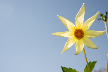 isolated simple or single petal yellow dahlia blossom on a blue sky
