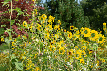 outdoor flower bed at the park with many sunflowers in bloom
