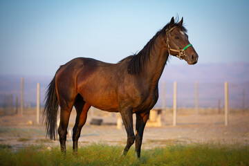 Fototapeta premium horse in the meadow