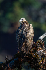 Himalayan Griffon Vulture
