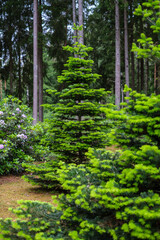 green summer foliage details background