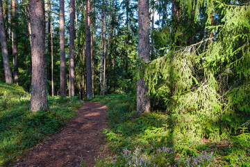 sunny forest in summer with tree trunks and sun rays