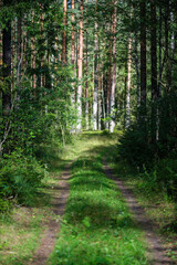 sunny forest in summer with tree trunks and sun rays