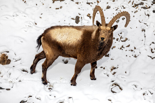 Ibex at Spiti Valley, Kibber, Himachal Pradesh, India in winter after snowfall
