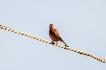 bird sitting on a wire